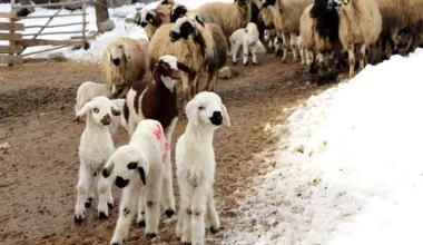Erzincan’da Soğuk Havada Kuzulama Devri