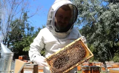 Hatay’da Arılar Erken Polen Toplamaya Başladı