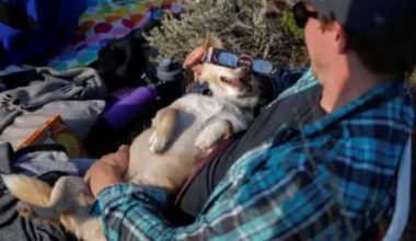 Tam Güneş tutulması öncesinde ihtar: Hayvan sahipleri dikkat edin